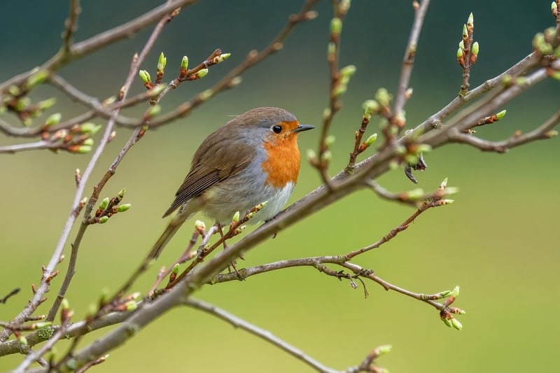 DIY Bird Feeder